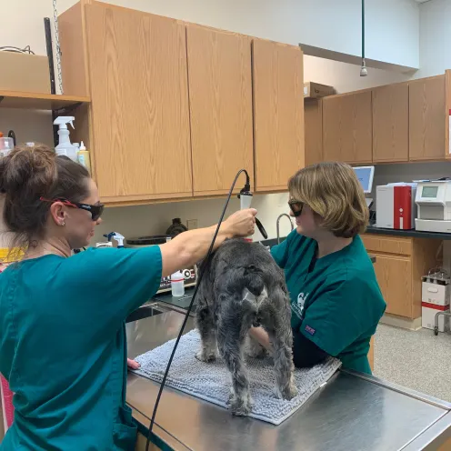 Greenbrier Veterinary Clinic laser therapy